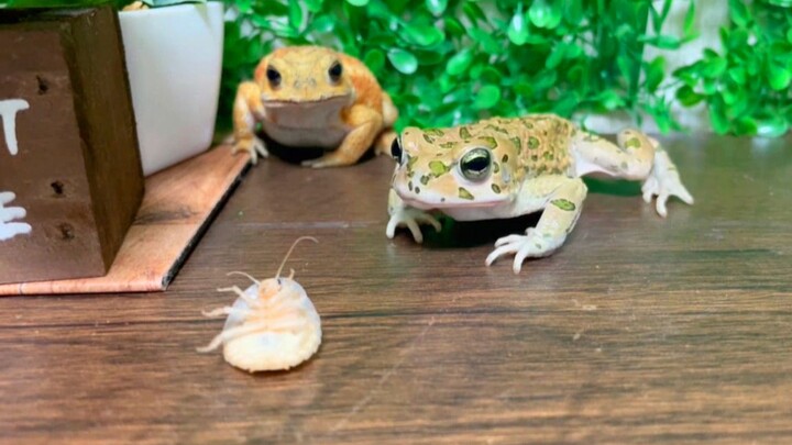 [Animals]Pet toads' Competition for food