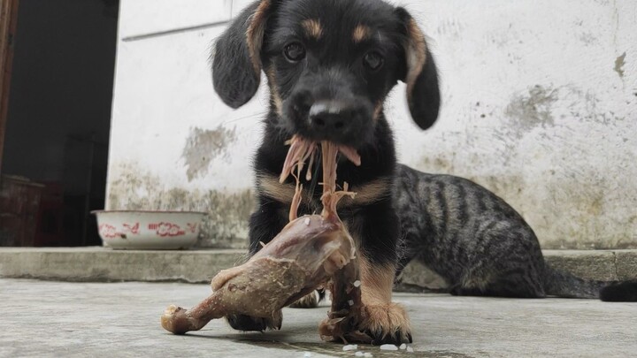 วิธีรับมือกับสุนัขก้าวร้าวหวงอาหาร