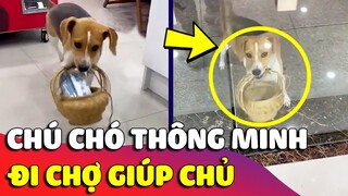 Chú chó thông minh đem giỏ 'ĐI MUA KEM cho chủ nhân', đúng là Boss 'NHÀ NGƯƠI TA' có khác 🤣 Gâu Đần