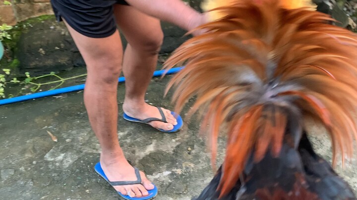 manok semento