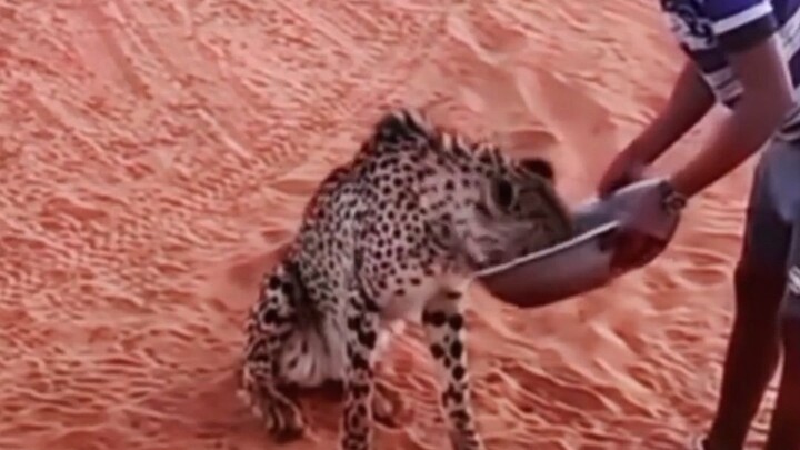 Leopard: I need cough syrup.
