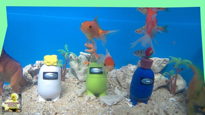 Among Us Playing with Molly fish, guppies, comet fish - Cute Pets animals Videos