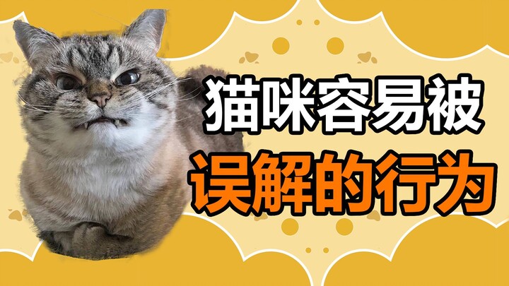 Fakta Unik tentang Hewan Peliharaan: Perilaku Kucing yang Kamu Anggap Tanda Bahagia Ternyata Artinya