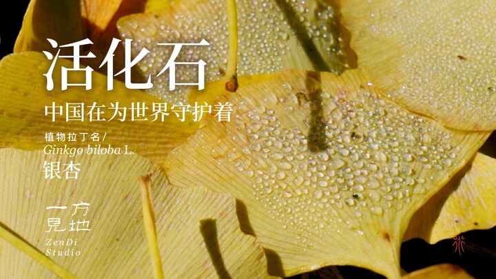 Trung Quốc đang bảo vệ “hóa thạch sống” của Trái Đất cho thế giới; cô ấy hiểu hành tinh của chúng ta