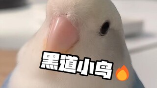 咬洗你咬洗你咬洗你！