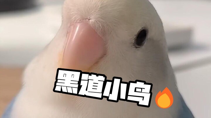 咬洗你咬洗你咬洗你！