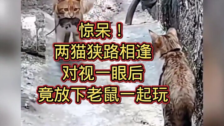 惊呆！两猫狭路相逢，对视一眼后，竟放下老鼠一起玩