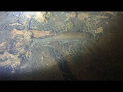 BERBURU IKAN HIAS DARI ALAM DIMALAM HARI