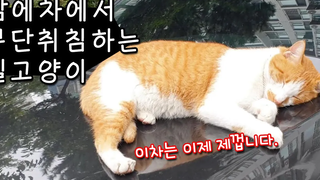 แมวจรนอนในรถชื่อหลังจากจ่ายค่าโรงแรม