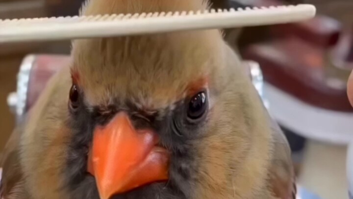 Tahukah Anda apa saja prototipe dari Angry Birds?
