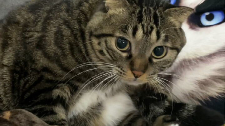 ชีวิตส่วนตัวของน้องแมวถูกแอบถ่ายอย่างน่าเวทนา!