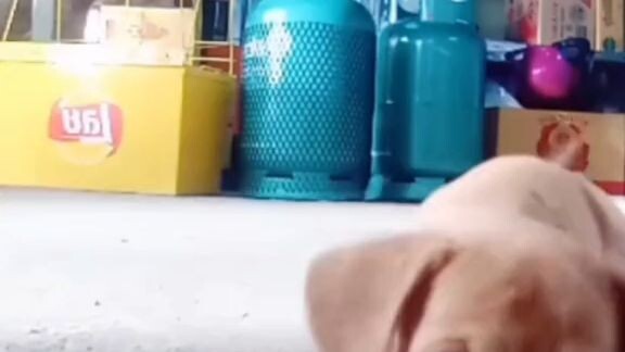 ค่กๆ