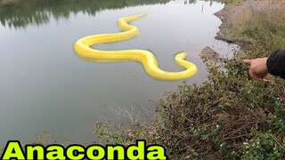 Kinh Hoàng Phát Hiện Tiểu Quái Vật Anaconda Giữa Ban Ngày | Săn Bắt Ẩm Thực Vùng Cao