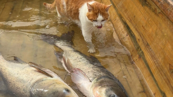 Kucing penangkap ikan milik penduduk asli pesisir