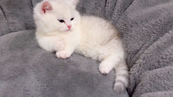 Boss dễ thương như này có muốn nhận 1 bé về nuôi ko cả nhà :3
