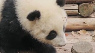 小福菀出来营业咯~