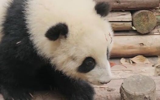 Xiaofuwan mulai beroperasi nih~