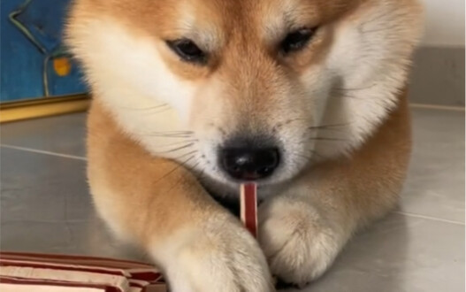 เป็นน้องหมาที่มีมารยาทดีมาก กินขนมก็รู้จักหยิบทีละชิ้น