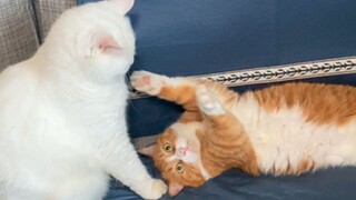 Many people ask why Da Mi and I don't fight.