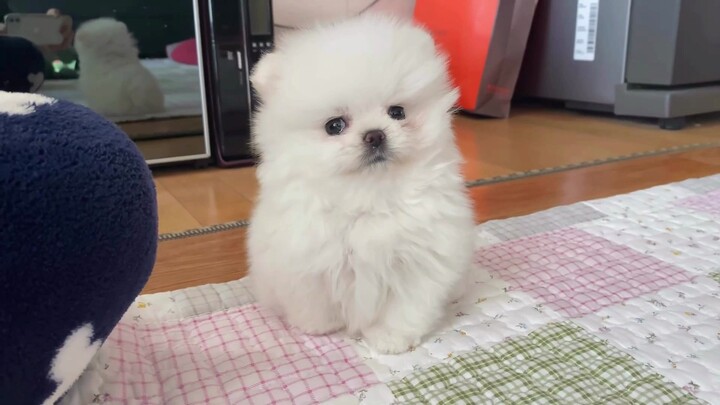 Pomeranian’s Stunning Beauty After 2 Months of Growth
