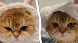 A cat not taken a bath for a year is wronged after taking a bath