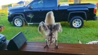 เต้นมัน!