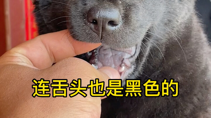 Anjing Wuhui juga dianggap sebagai siluman beruang hitam. Banyak orang penasaran, apakah si lucu kec