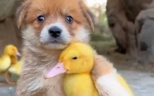 Two fluffy little guys look just like a scene from a manga—so heartwarming!