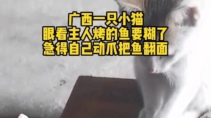 In Guangxi, a little cat, seeing its owner’s grilled fish about to burn, frantically used its paw to