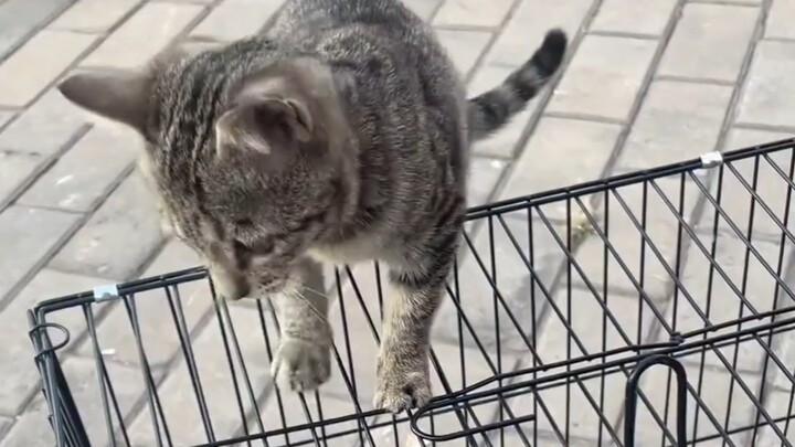 Xiao Mi: I was just messing around earlier～