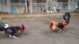Melsim Hatch vs 7yr old cock