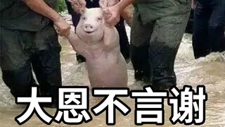 小猪获救后被做成香肠【阅片无数51】