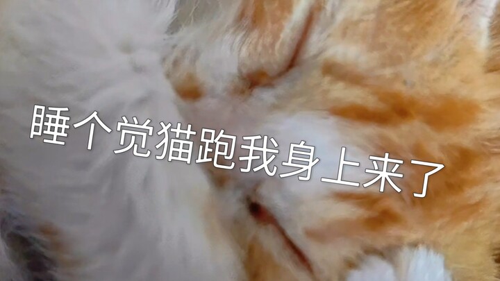 Vừa mới ngủ dậy, con mèo này đã nằm ngay lên người tôi! [Tiểu Cát Tường Cá Mập]