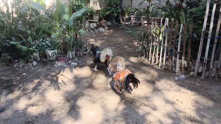 2yrs bulik vs talisay 1yr       #SALUDAGA GAMEYARD