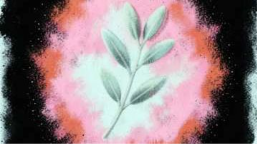 Olive Tree Drift (B)