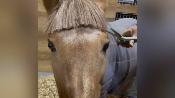 หม่าเสี่ยวที่เชื่อมั่นในฝีมือตัดผมของเหล่าสือต้าฟูเป็นอย่างยิ่ง