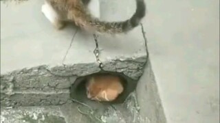 躲 猫 猫