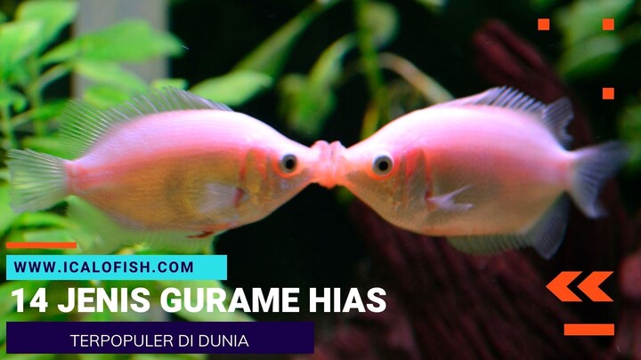 14 JENIS IKAN GURAMI HIAS PALING POPULER DI DUNIA TAHUN 2022