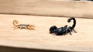 Epic Scorpion Fight