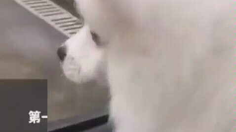 يحاولون إرضاء الآخرين بحذر، يقتربون بتوتر وخوف. حتى بعد أن تعرضوا للأذى في الماضي، لم يتخلّوا عن حبّ