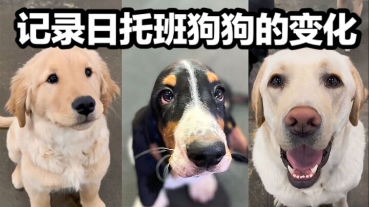 Hari pertama si anjing masuk daycare vs penampilannya sekarang