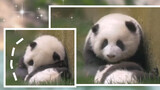 Gentle Aunty Yue and Hua take care of lil bro Chong Yang (Panda He Hua) 
