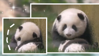 Gentle Aunty Yue and Hua take care of lil bro Chong Yang (Panda He Hua) 