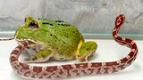 Reptil|Katak Bertanduk dan Ular