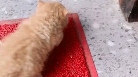 I took in a stray cat, and from then on, Minecraft started to change.