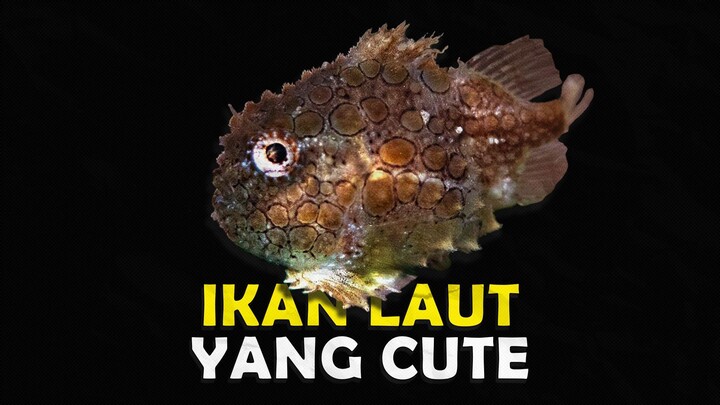 KENAPA LUMPFISH BEGITU DISUKAI OLEH PENGEMAR AKUARIUM LAUT