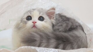 都来学学怎么套小猫咪麻袋！