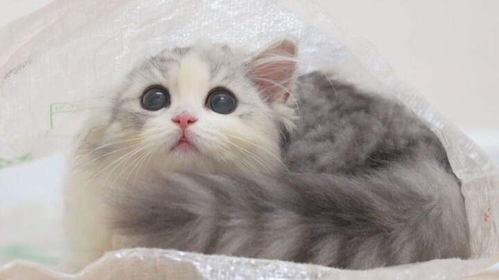 Come learn how to put on a kitten sack!