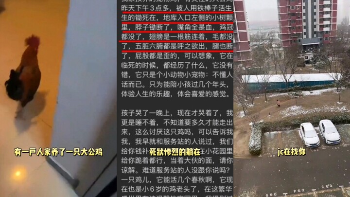 ราคาบ้านในหมู่บ้านถูกไก่ตัวผู้ตัวใหญ่ตัวหนึ่งทำให้ตกฮวบ เจ้าของบ้านต้องประกาศตามหา “มือสังหาร” ทุกวั