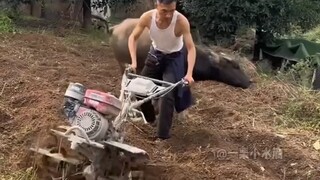 它都叫奶糖了！你看它能干活吗！